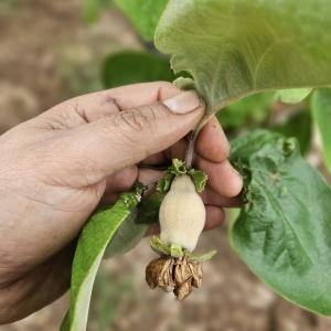 Azienda Agricola Biologica